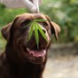 Is CBD For Aggressive Dogs the Real&nbsp;Deal?